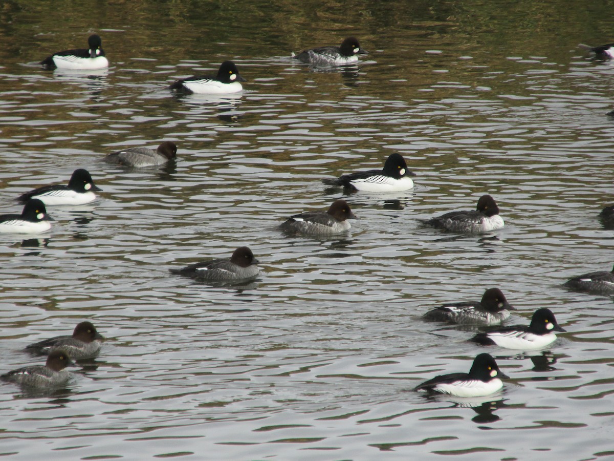 Common Goldeneye - ML646541681
