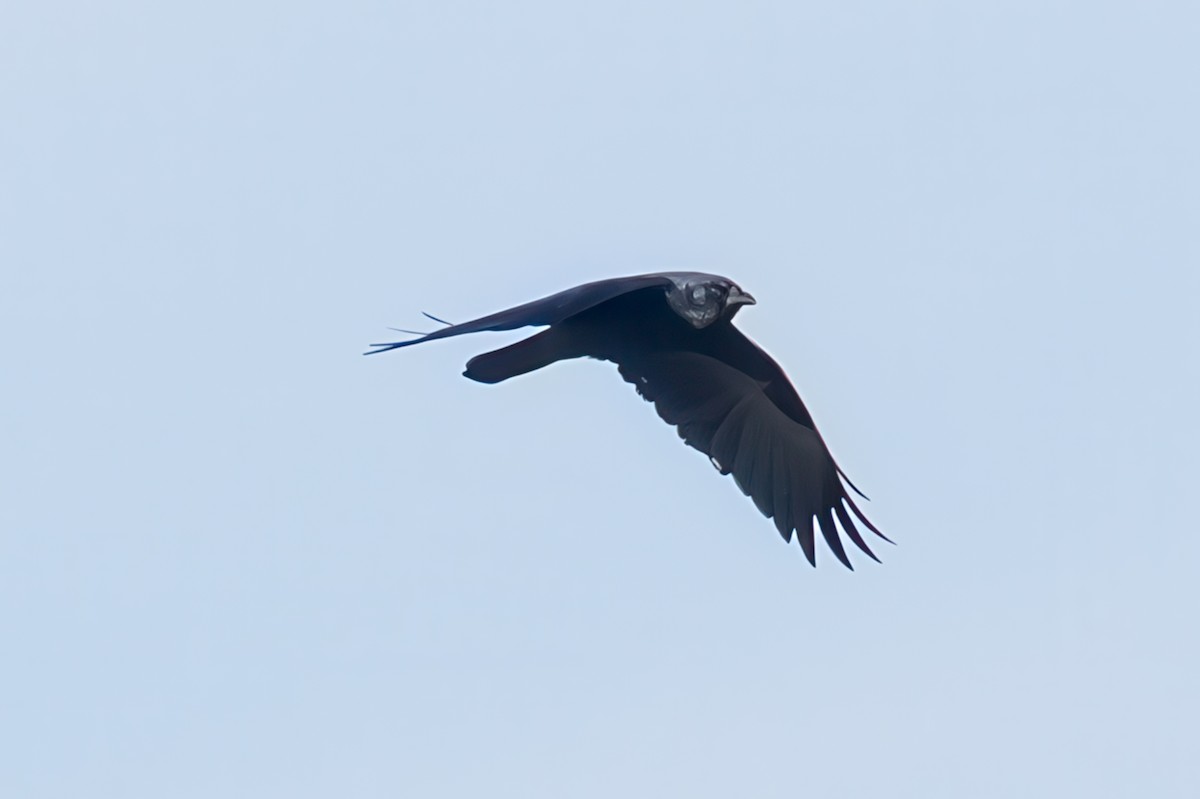 Fish Crow - ML646541682