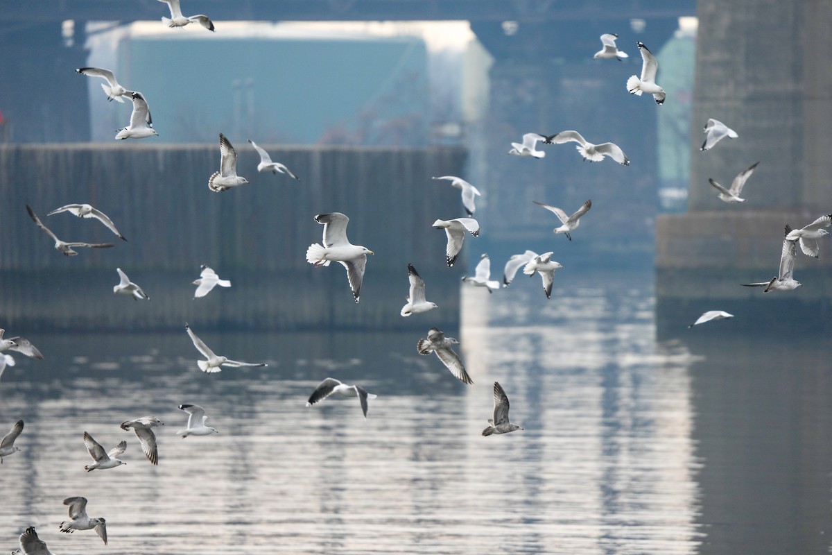 Мартиновий sp. - ML646541683