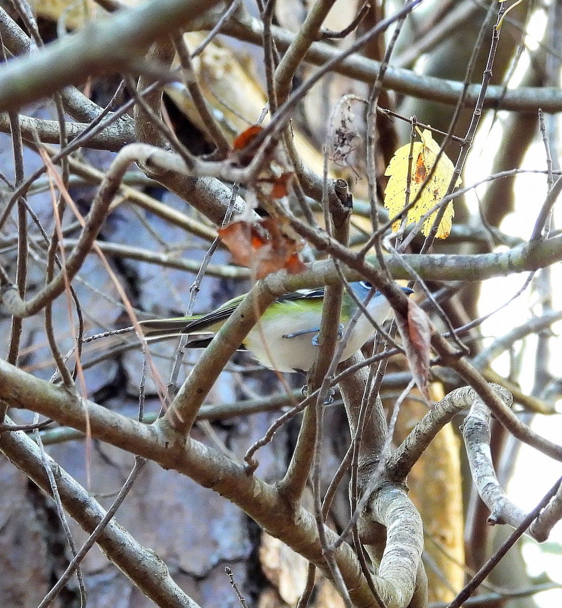 フタスジモズモドキ - ML646541684