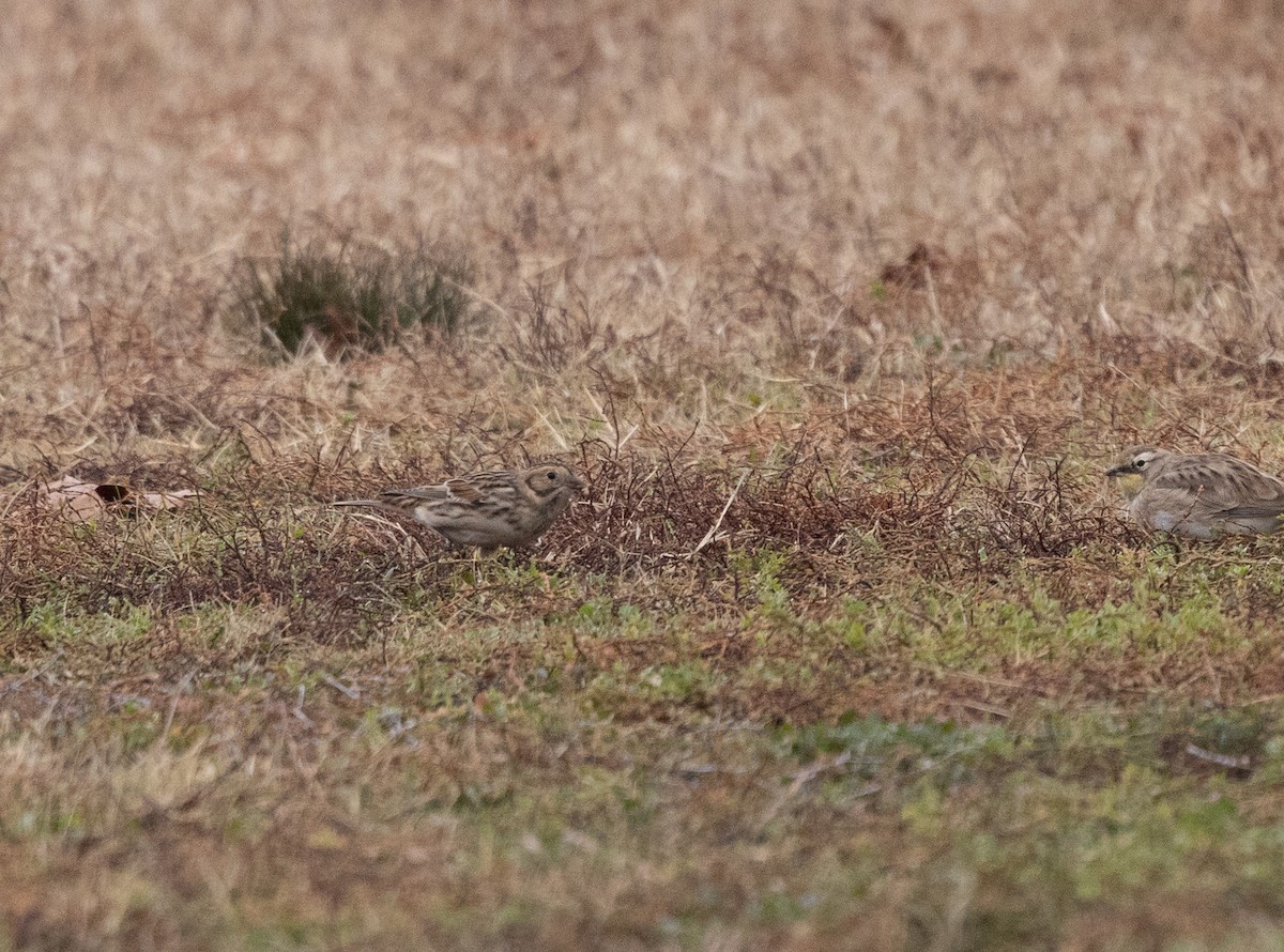 鐵爪鵐 - ML646541686