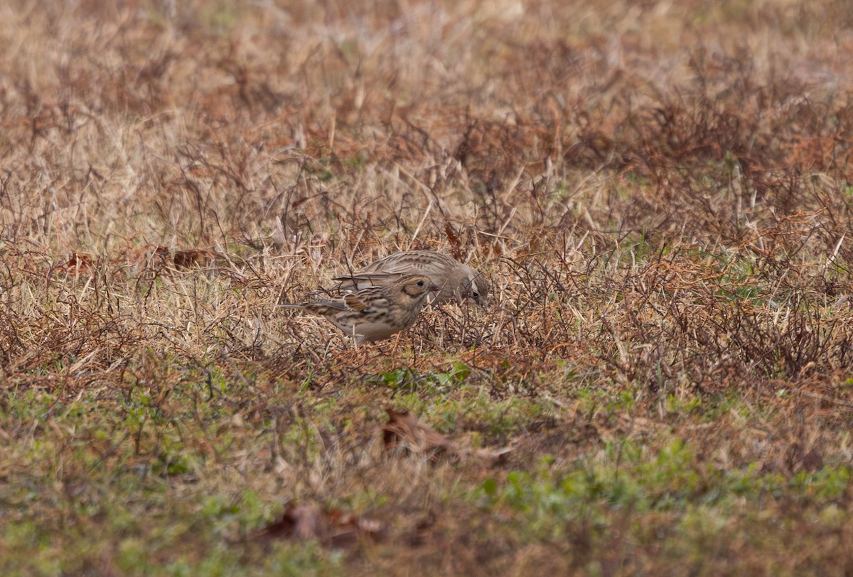 鐵爪鵐 - ML646541688