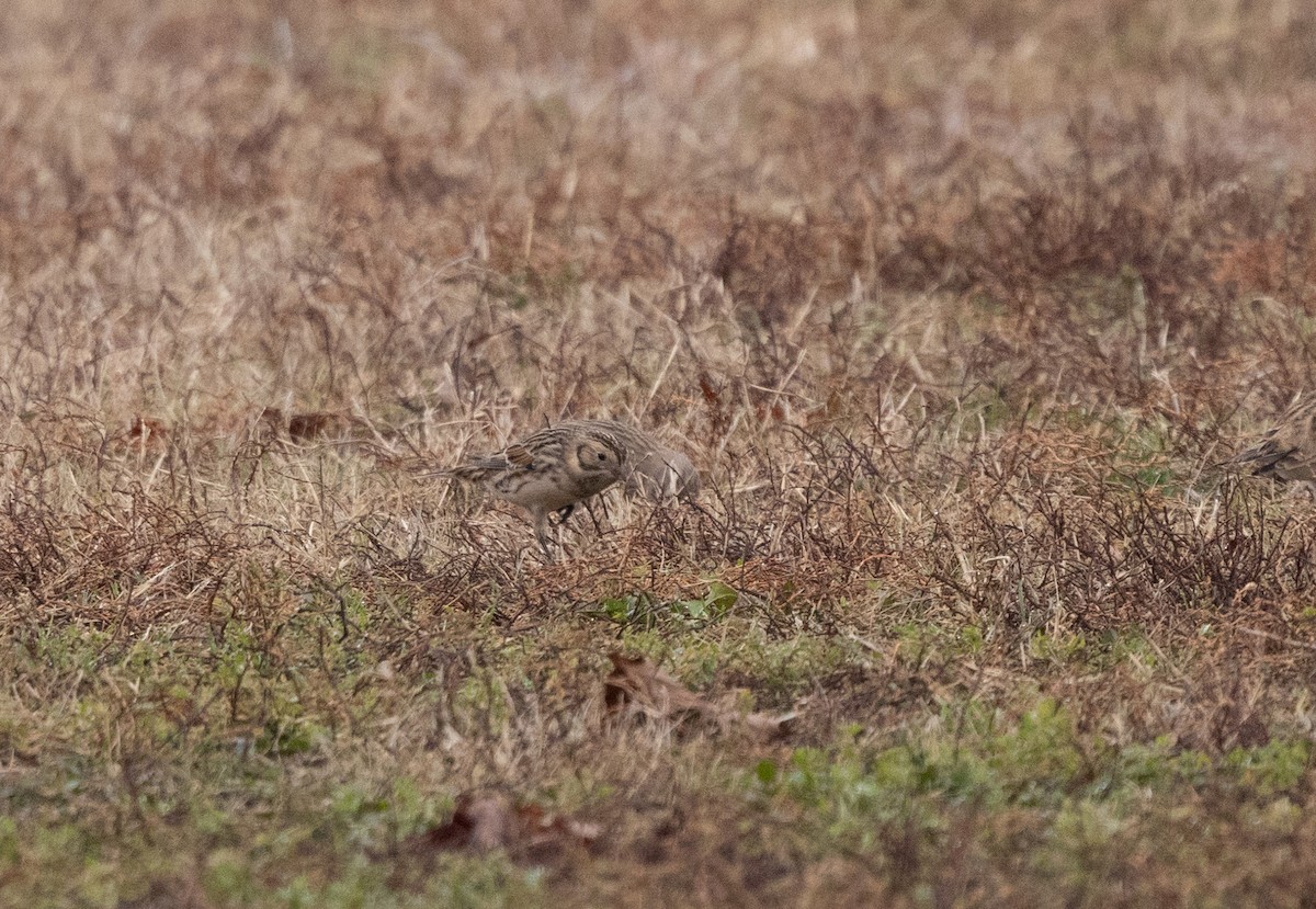 鐵爪鵐 - ML646541690