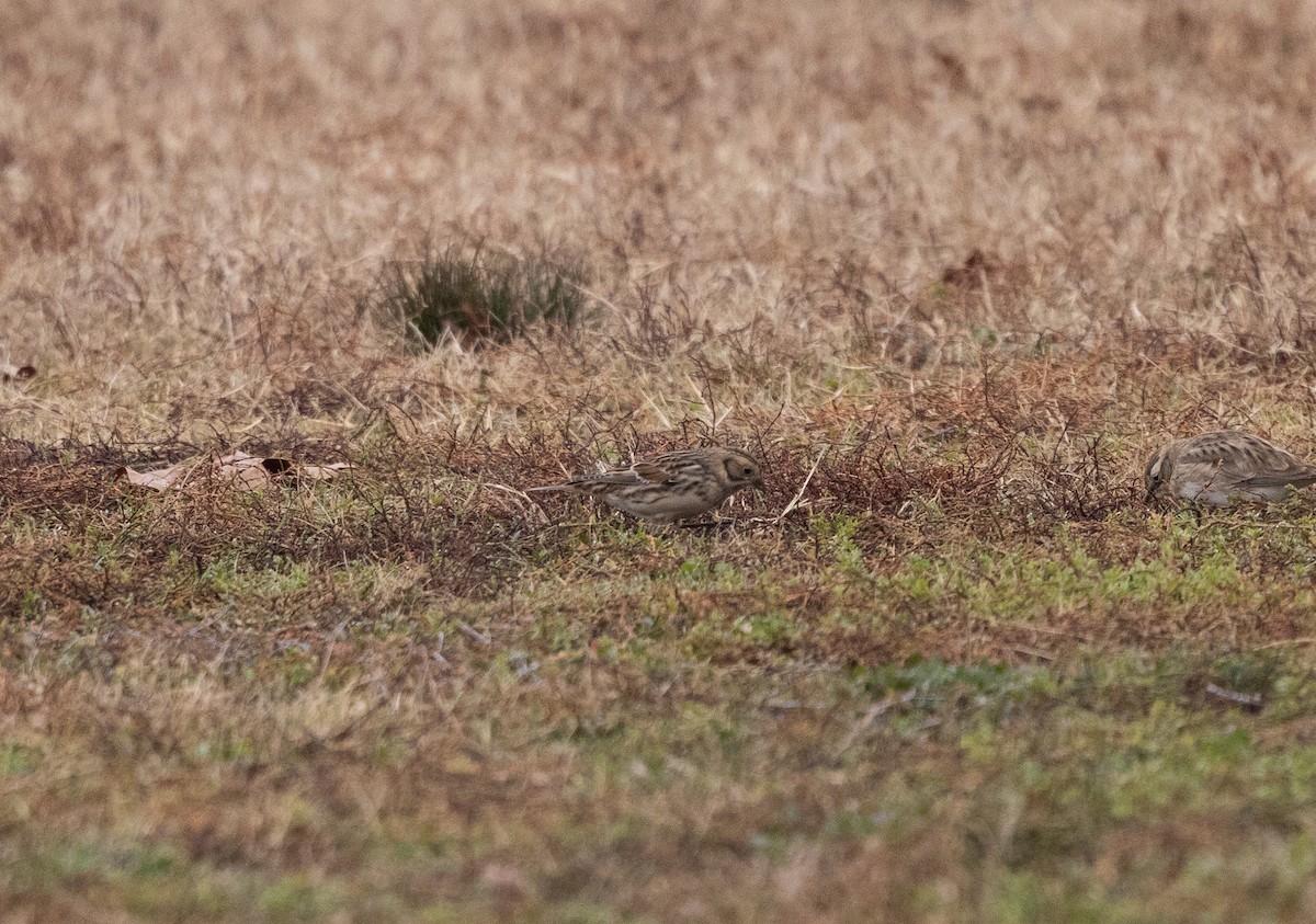 鐵爪鵐 - ML646541691