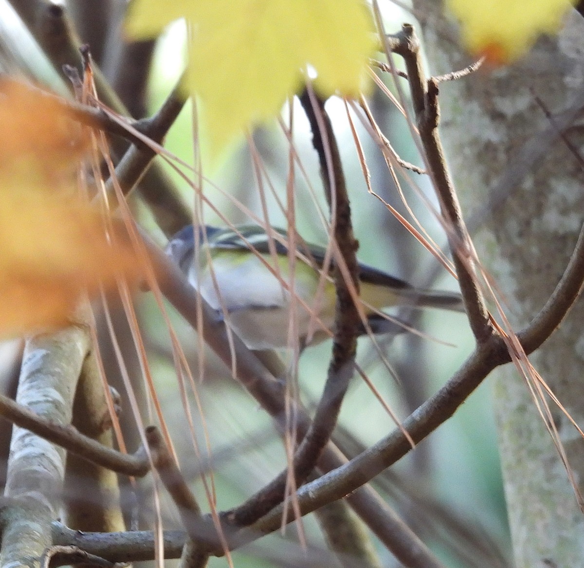 フタスジモズモドキ - ML646541694