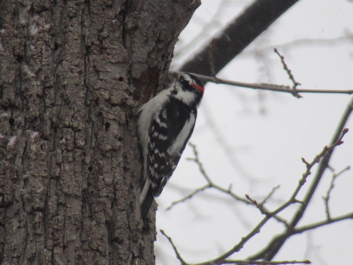 Downy Woodpecker - ML646541696