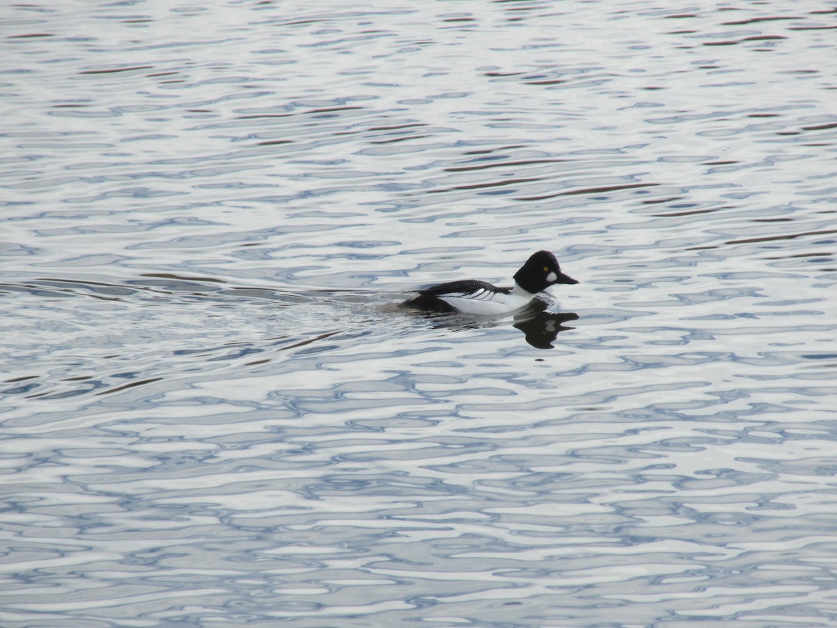 Common Goldeneye - ML646541697
