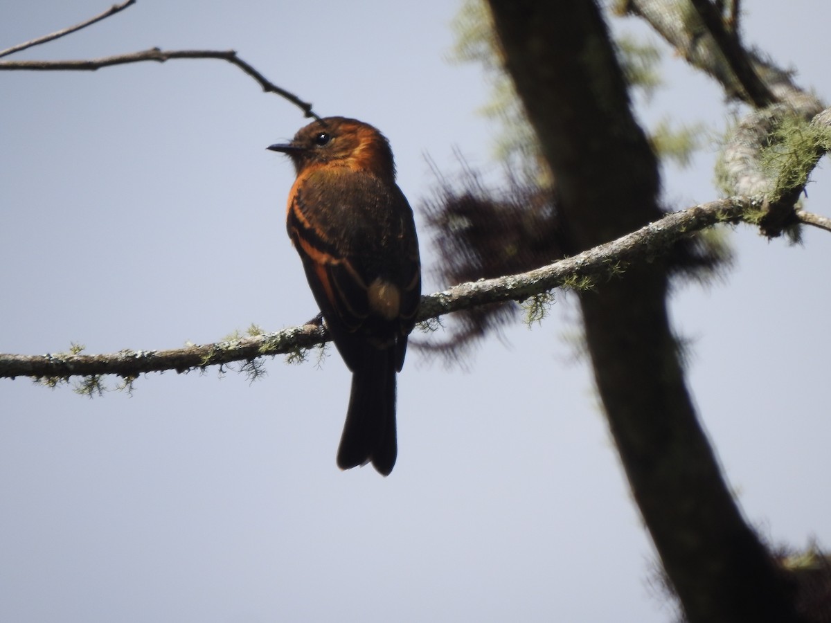 Cinnamon Flycatcher - ML646541698