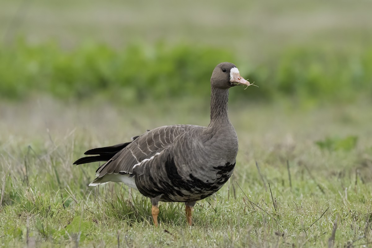 husa běločelá - ML646541699