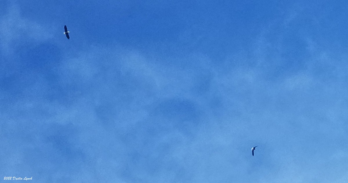 Pygargue à tête blanche - ML646541704