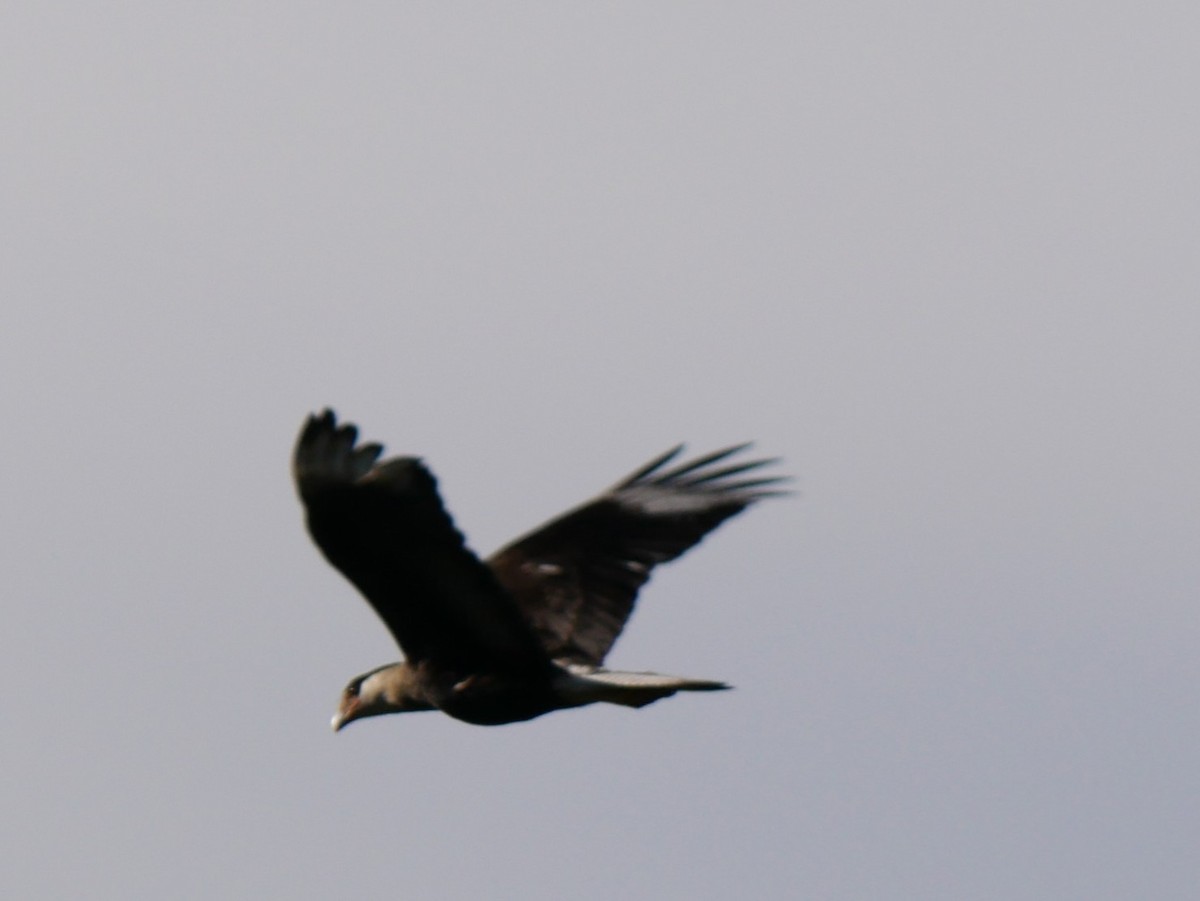 Crested Caracara - ML646541705