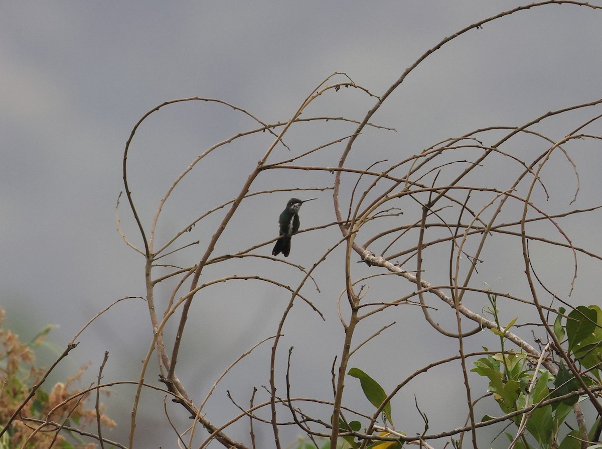 シロスジハチドリ - ML646541706