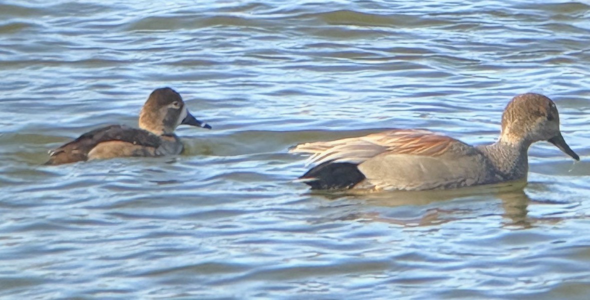 Gadwall - ML646541708