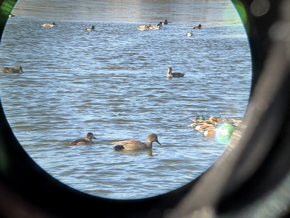 Gadwall - ML646541709