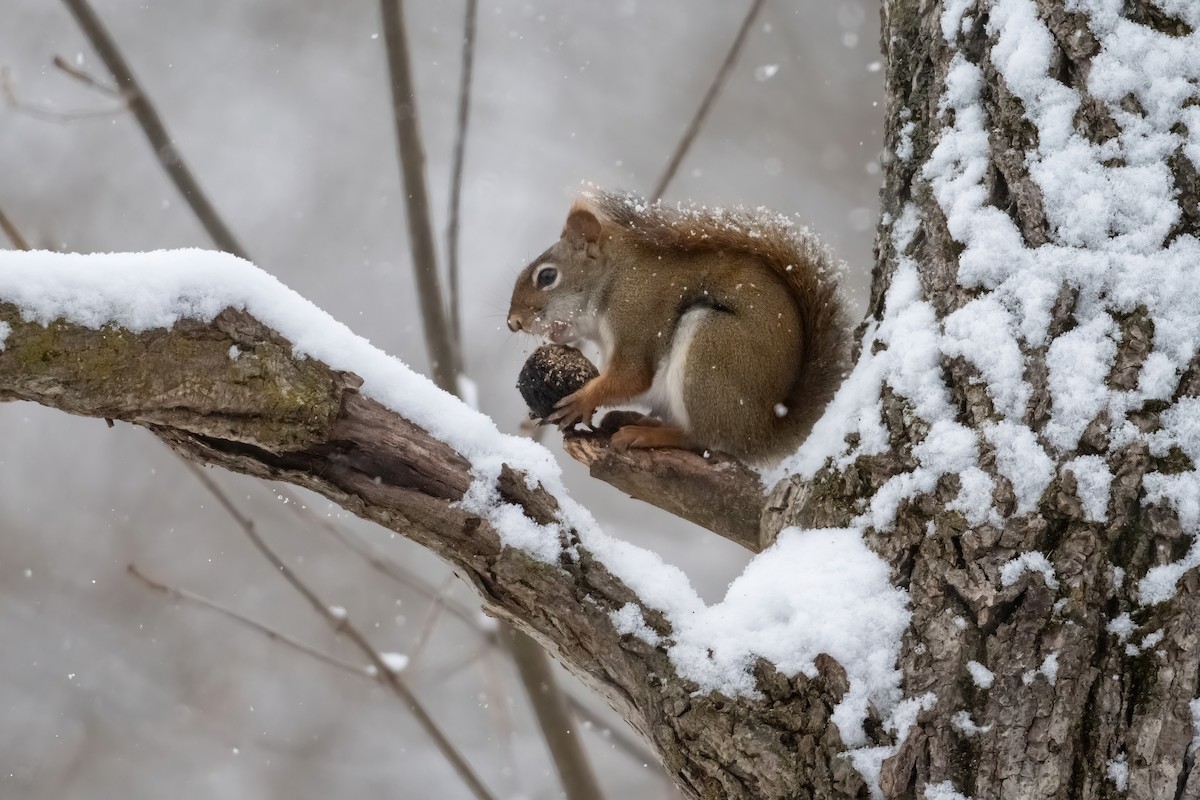 Squirrels - ML646541710