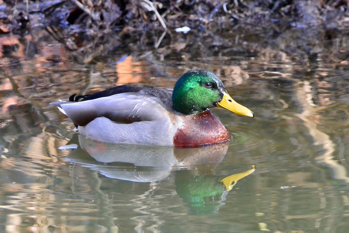 Mallard - ML646541711