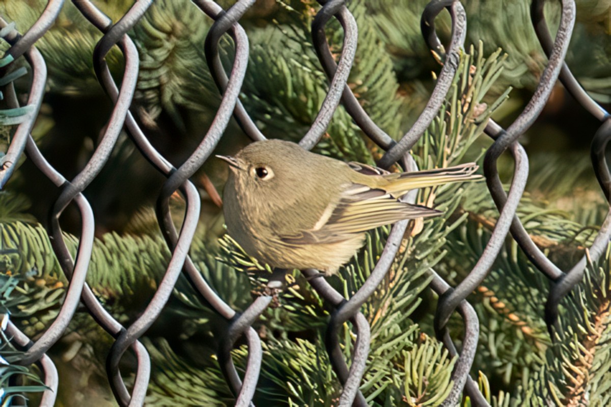 Ruby-crowned Kinglet - ML646541712