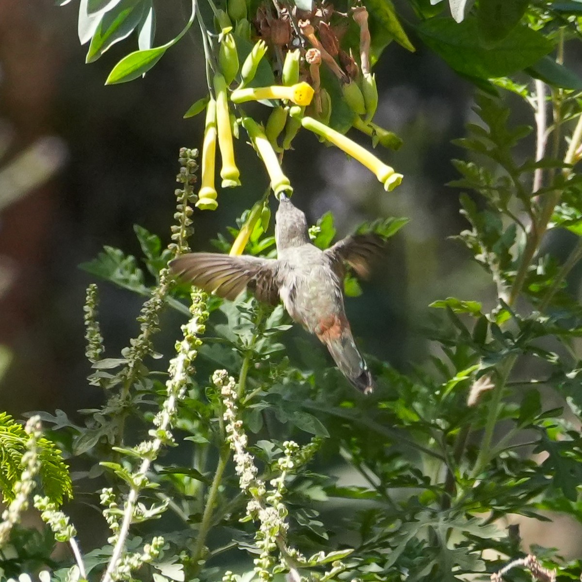 Oasis Hummingbird - ML646541713