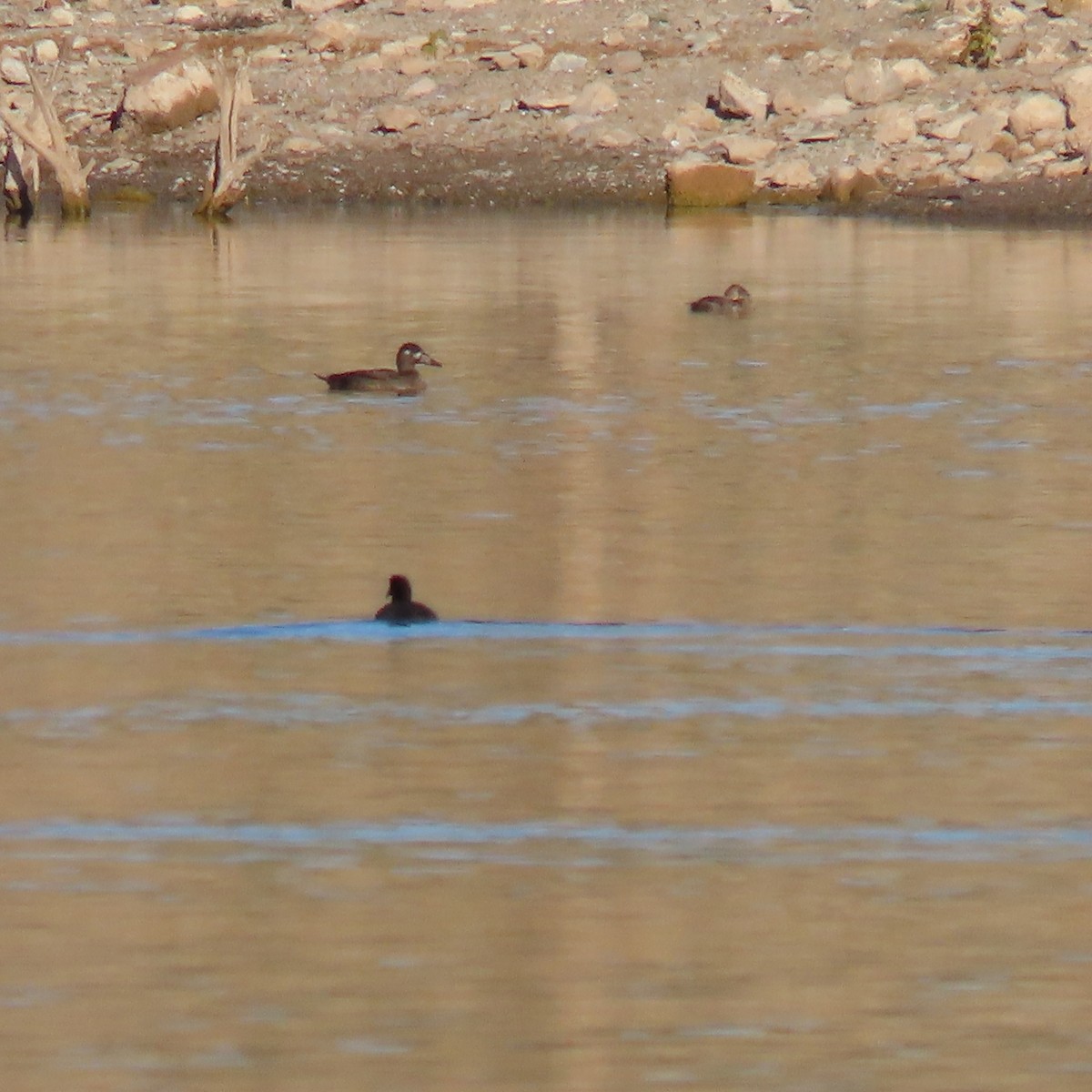 アラナミキンクロ - ML646541714