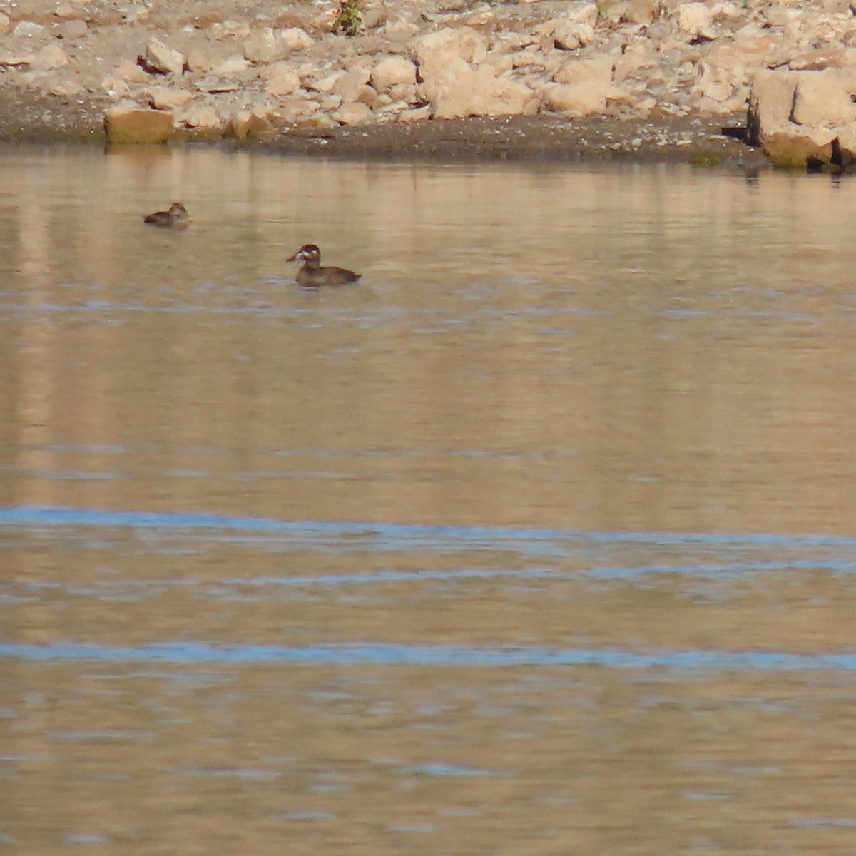 アラナミキンクロ - ML646541715