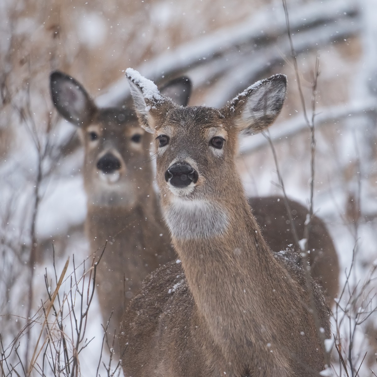 White-tailed Deer - ML646541716