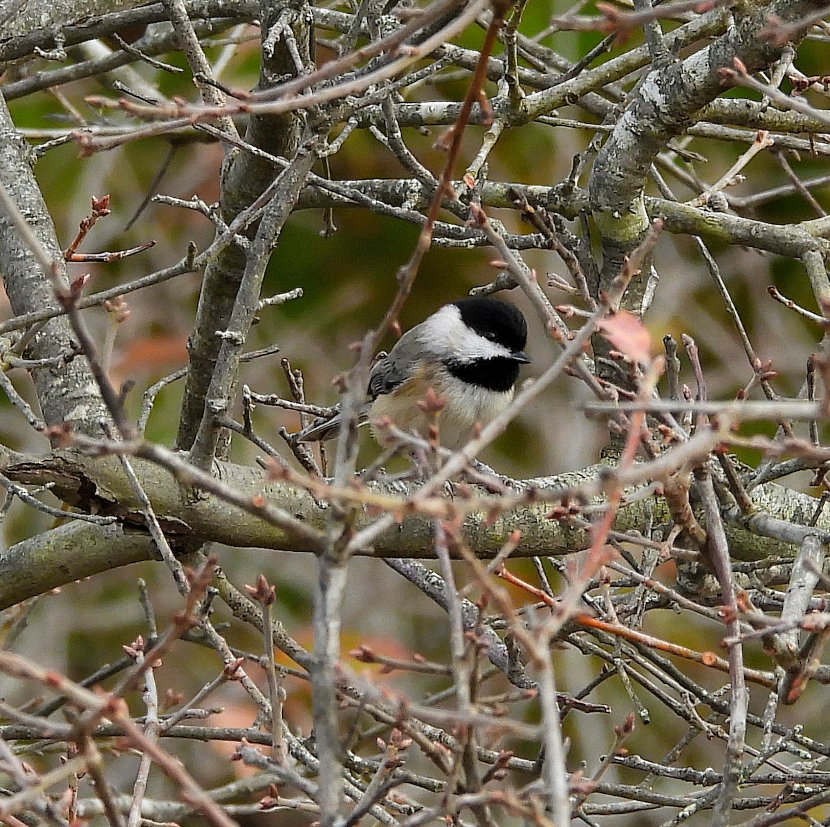 Carolina Chickadee - ML646541717