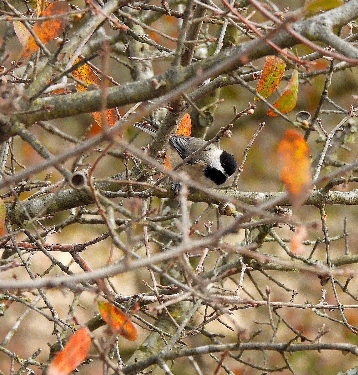 Carolina Chickadee - ML646541718
