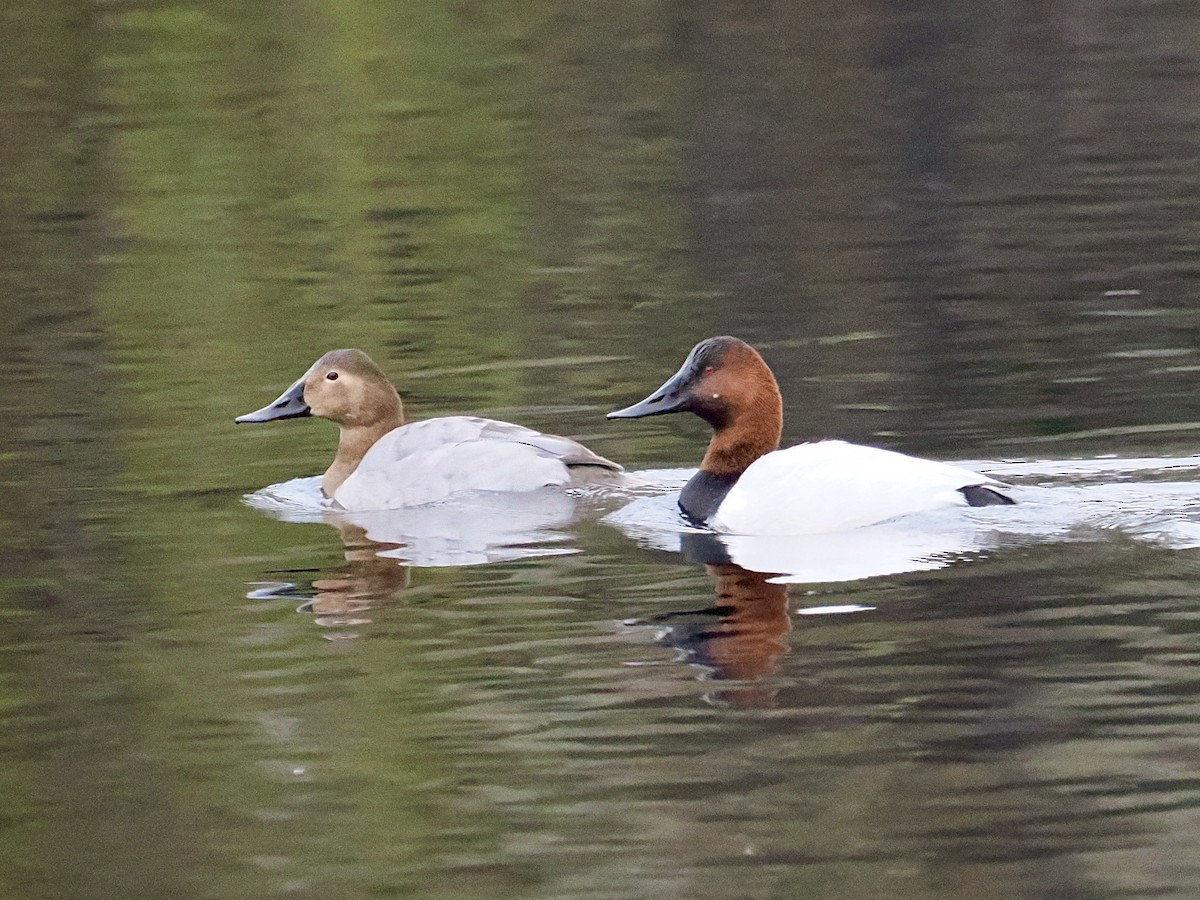 Canvasback - ML646541719