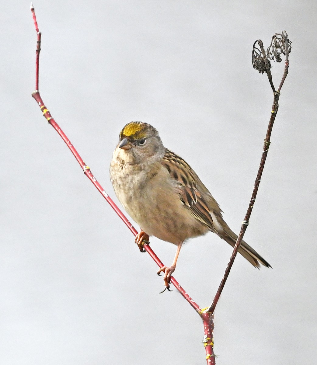 Golden-crowned Sparrow - ML646541720