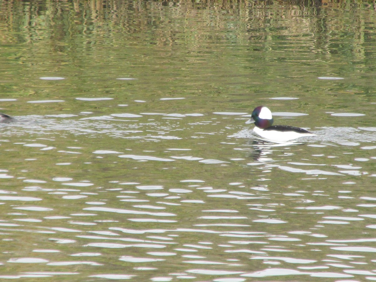 Bufflehead - ML646541721