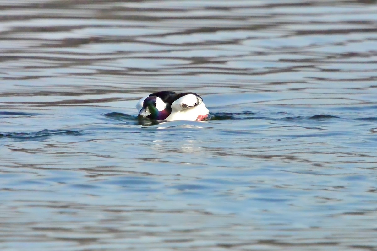 Bufflehead - ML646541722