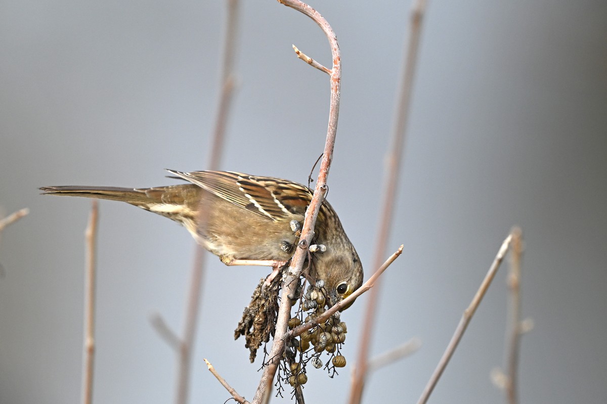 Golden-crowned Sparrow - ML646541723