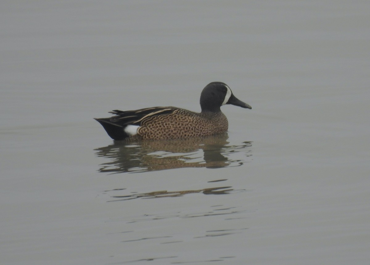Blue-winged Teal - ML646541724