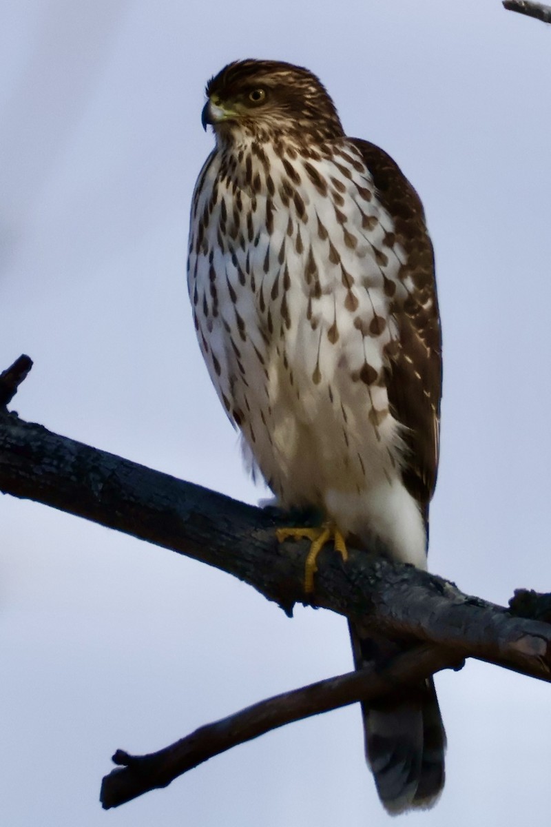 Cooper's Hawk - ML646541725