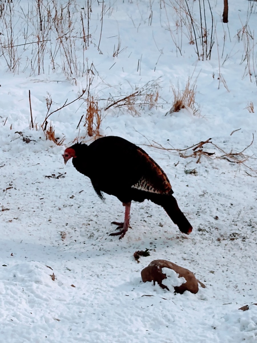 Wild Turkey - ML646541728