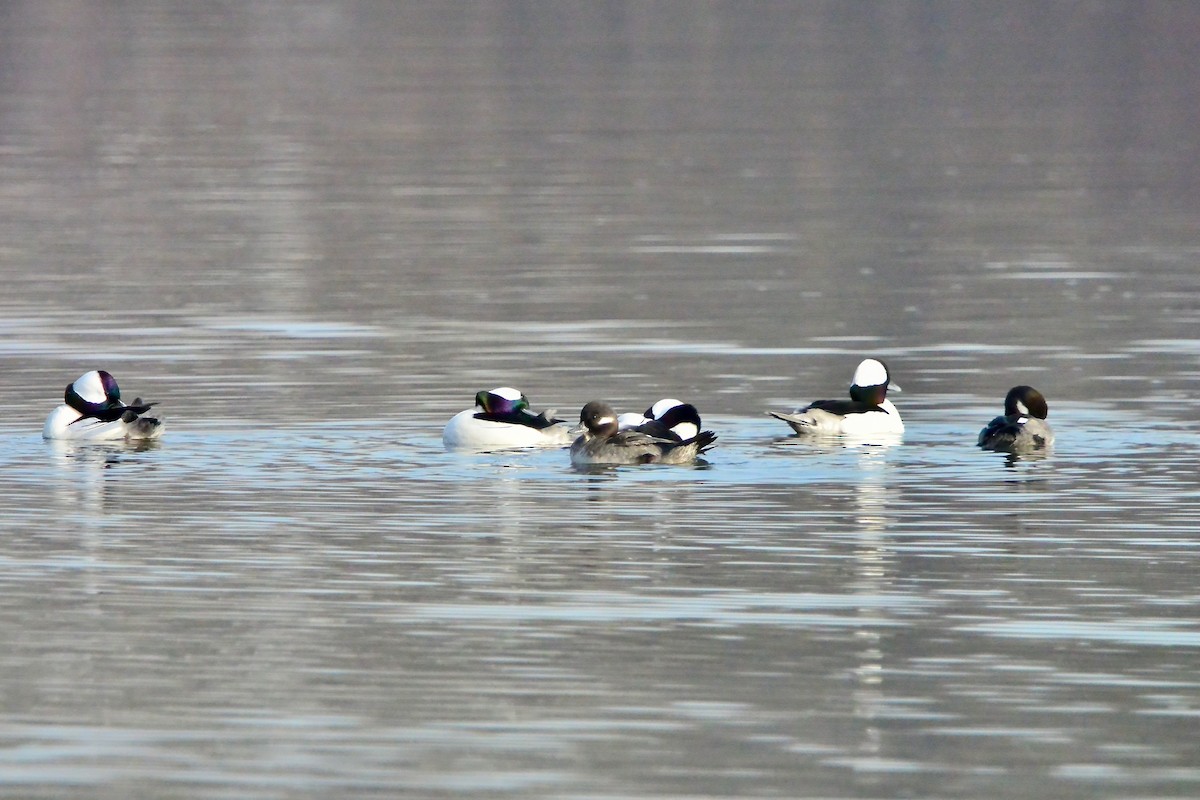 Bufflehead - ML646541729