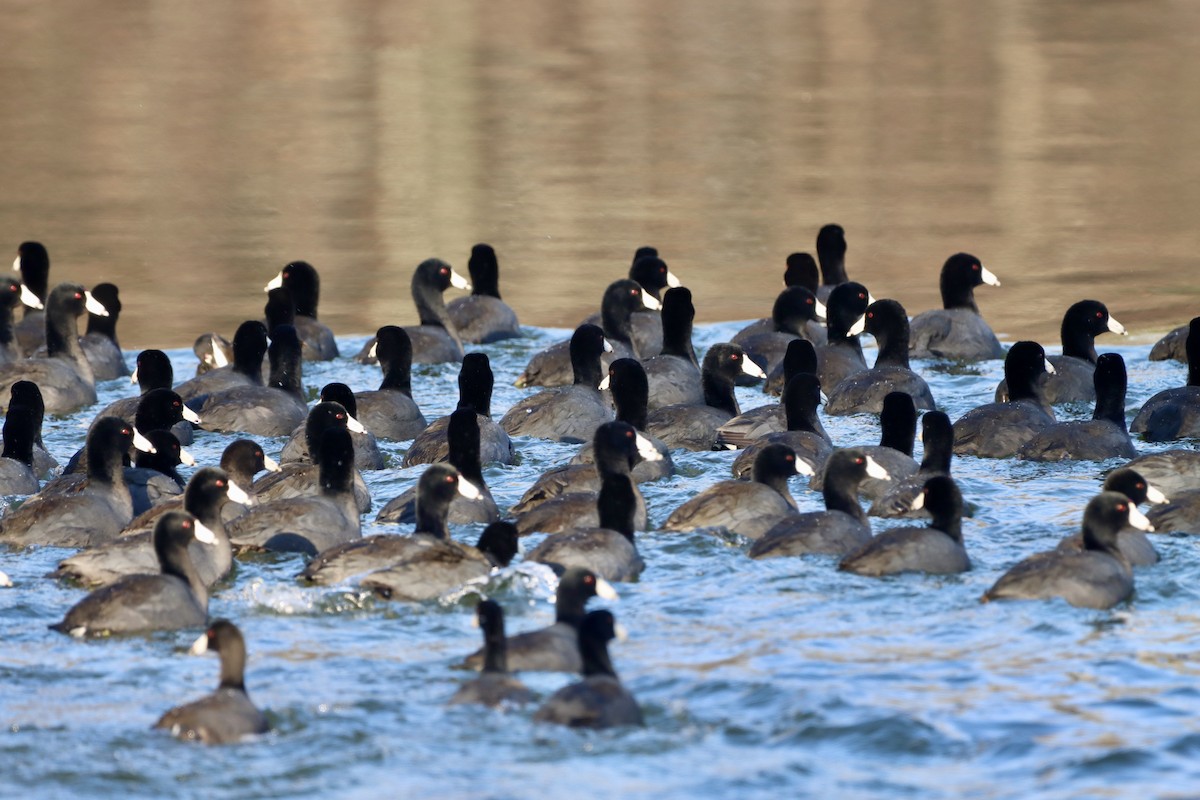 American Coot - ML646541731