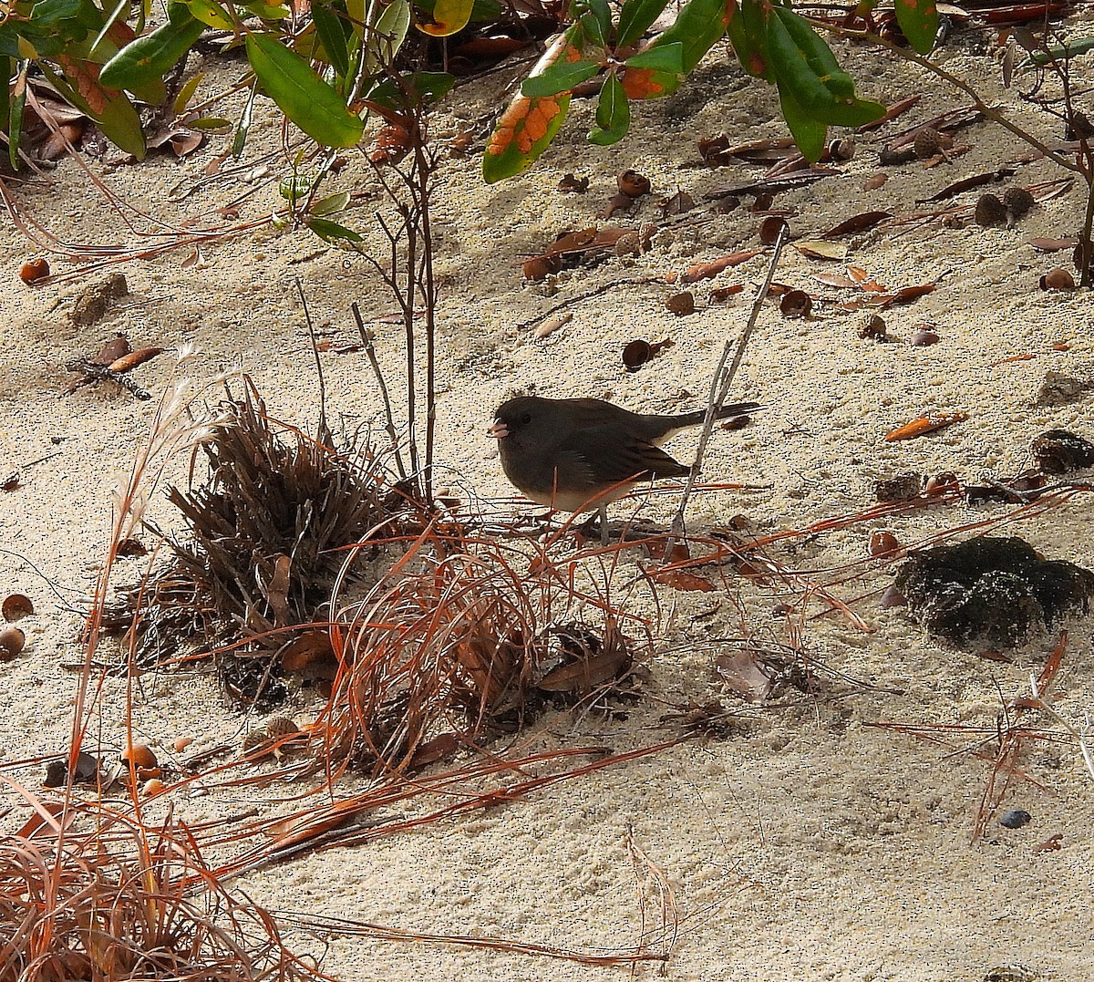 Dark-eyed Junco - ML646541732