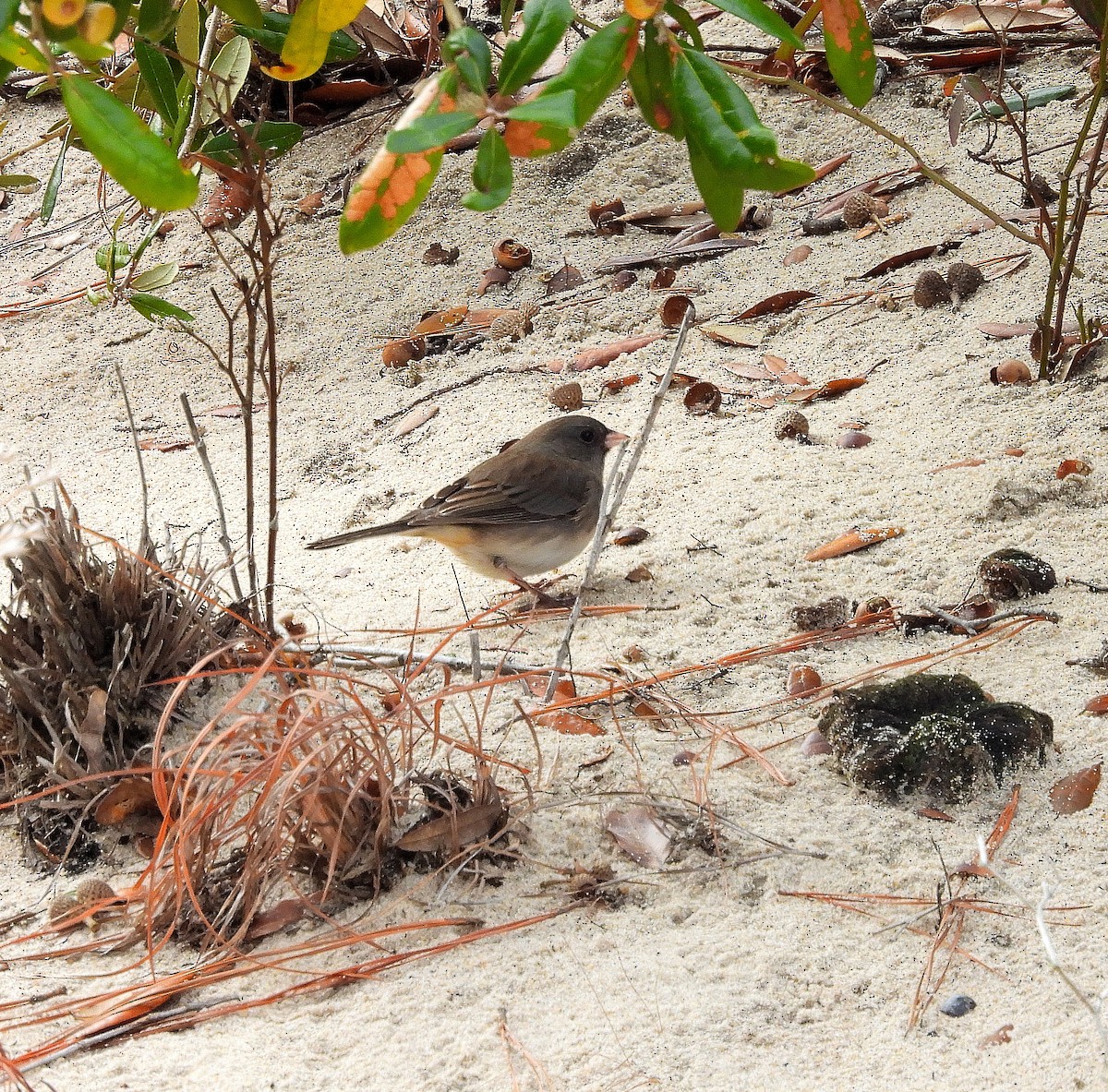 Dark-eyed Junco - ML646541733