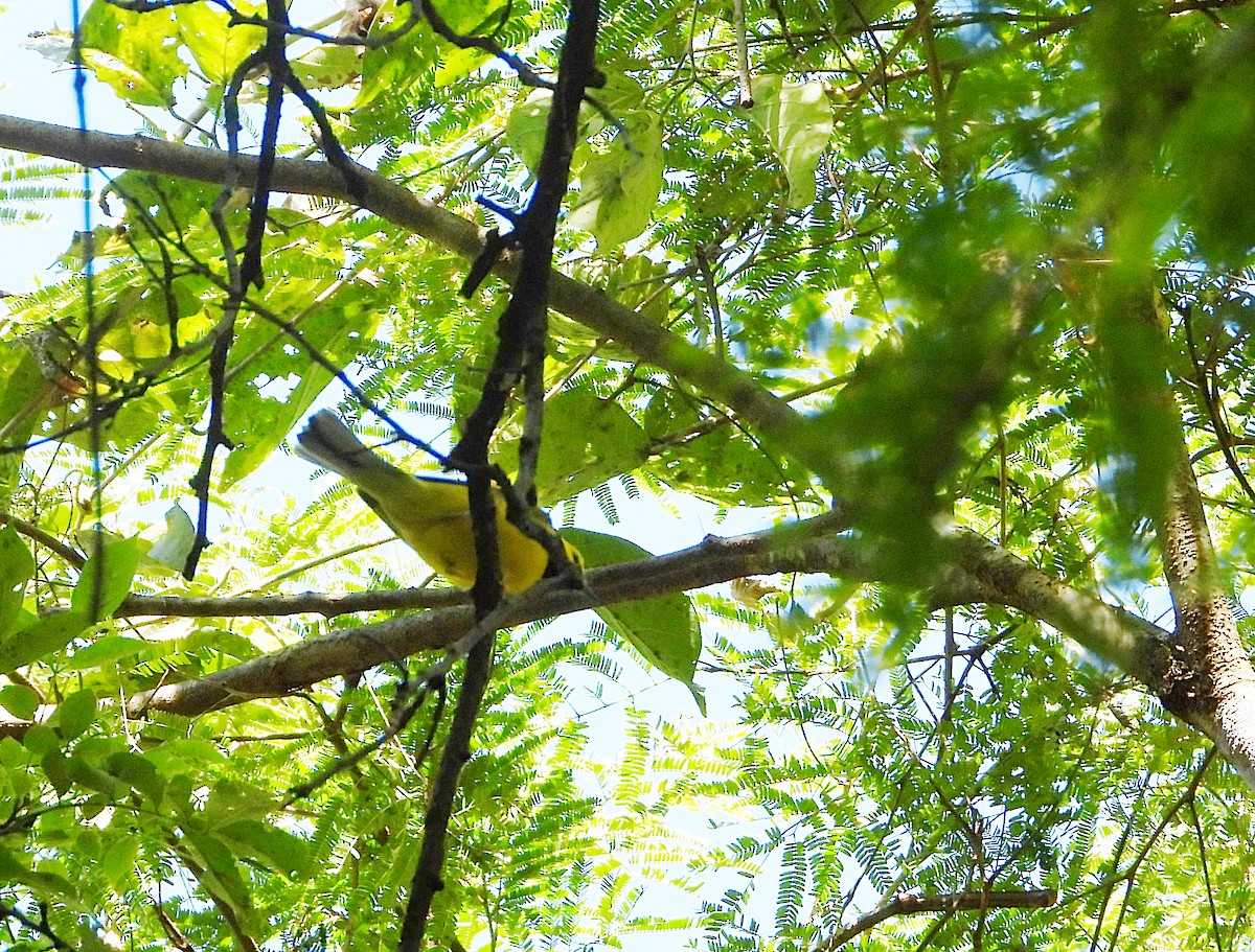 Hooded Warbler - ML646541734