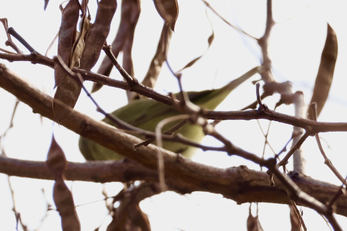 Orange-crowned Warbler - ML646541735