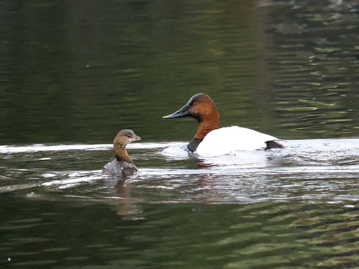 Canvasback - ML646541738