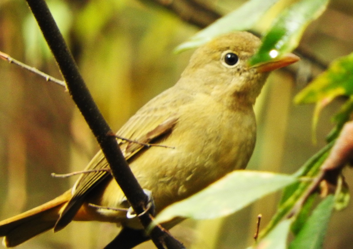 piranga ohnivá - ML646541740