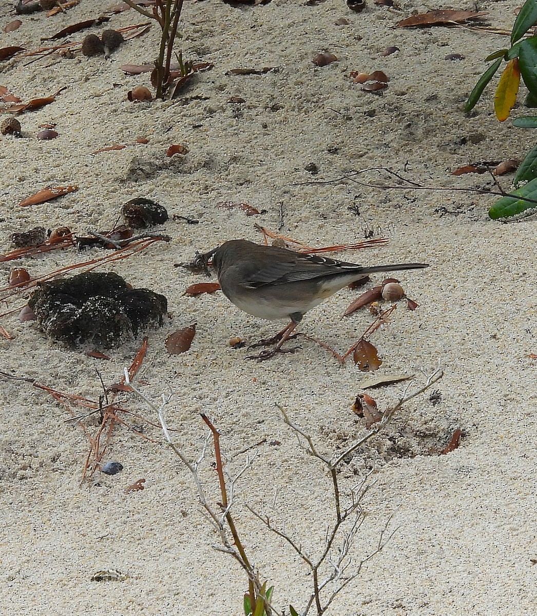 Dark-eyed Junco - ML646541741