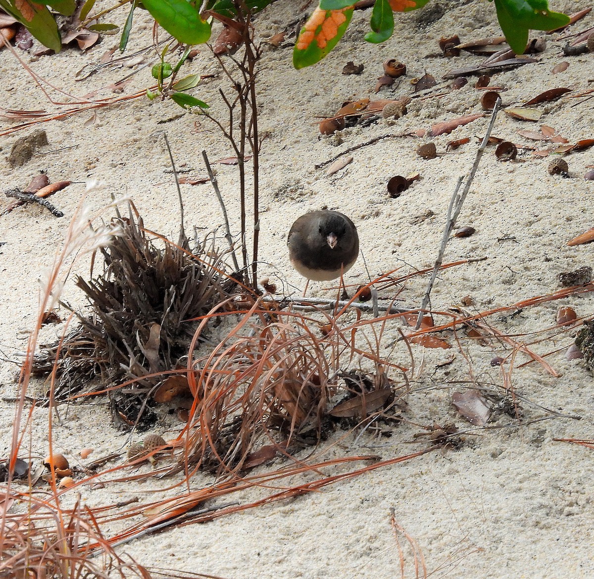 Dark-eyed Junco - ML646541742