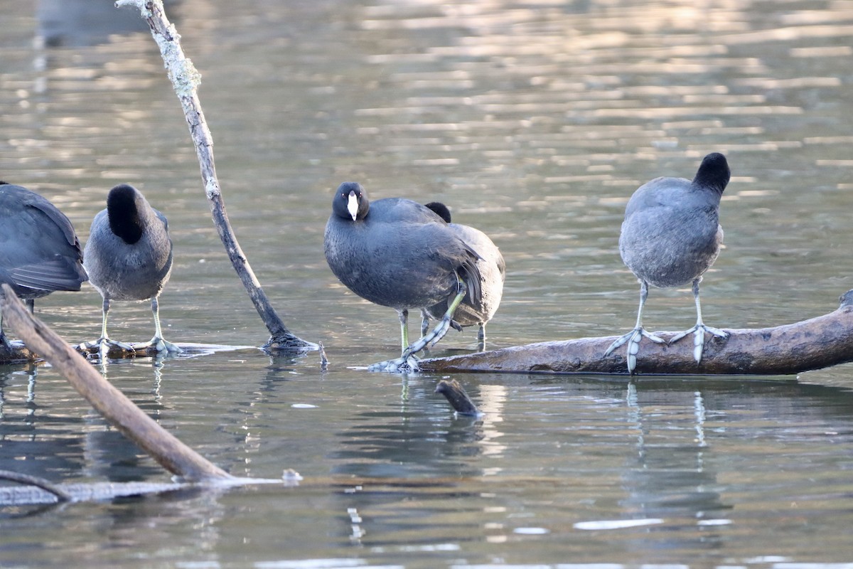 American Coot - ML646541743