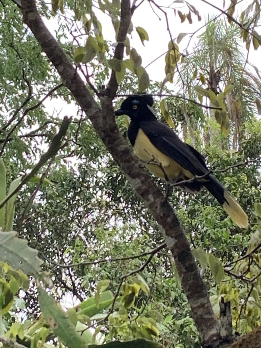 Plush-crested Jay - ML646541744