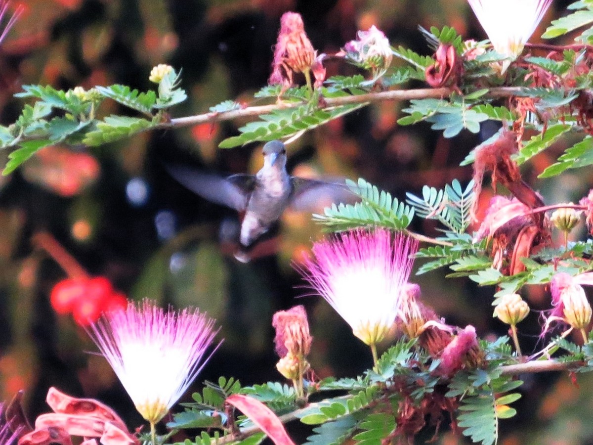 Garden Emerald - ML646541745