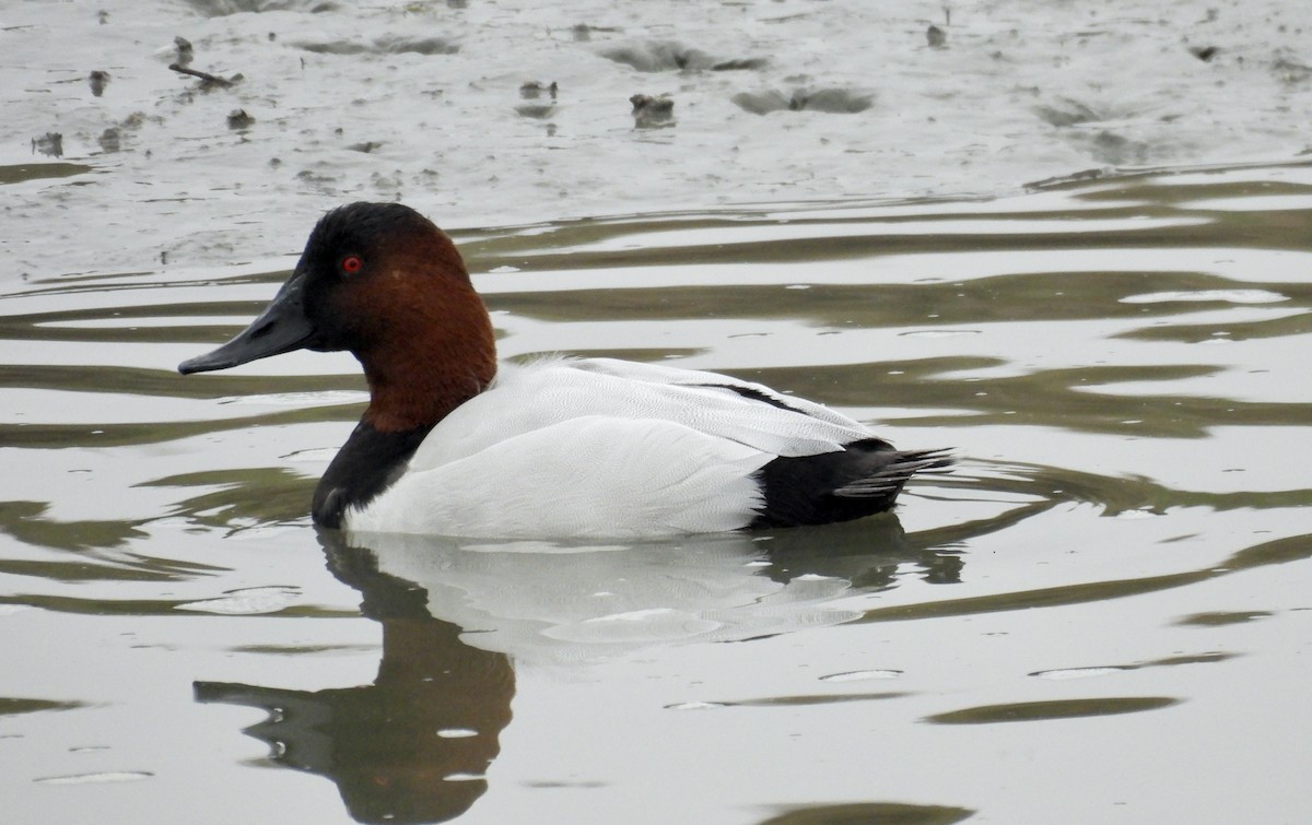 Canvasback - ML646541747