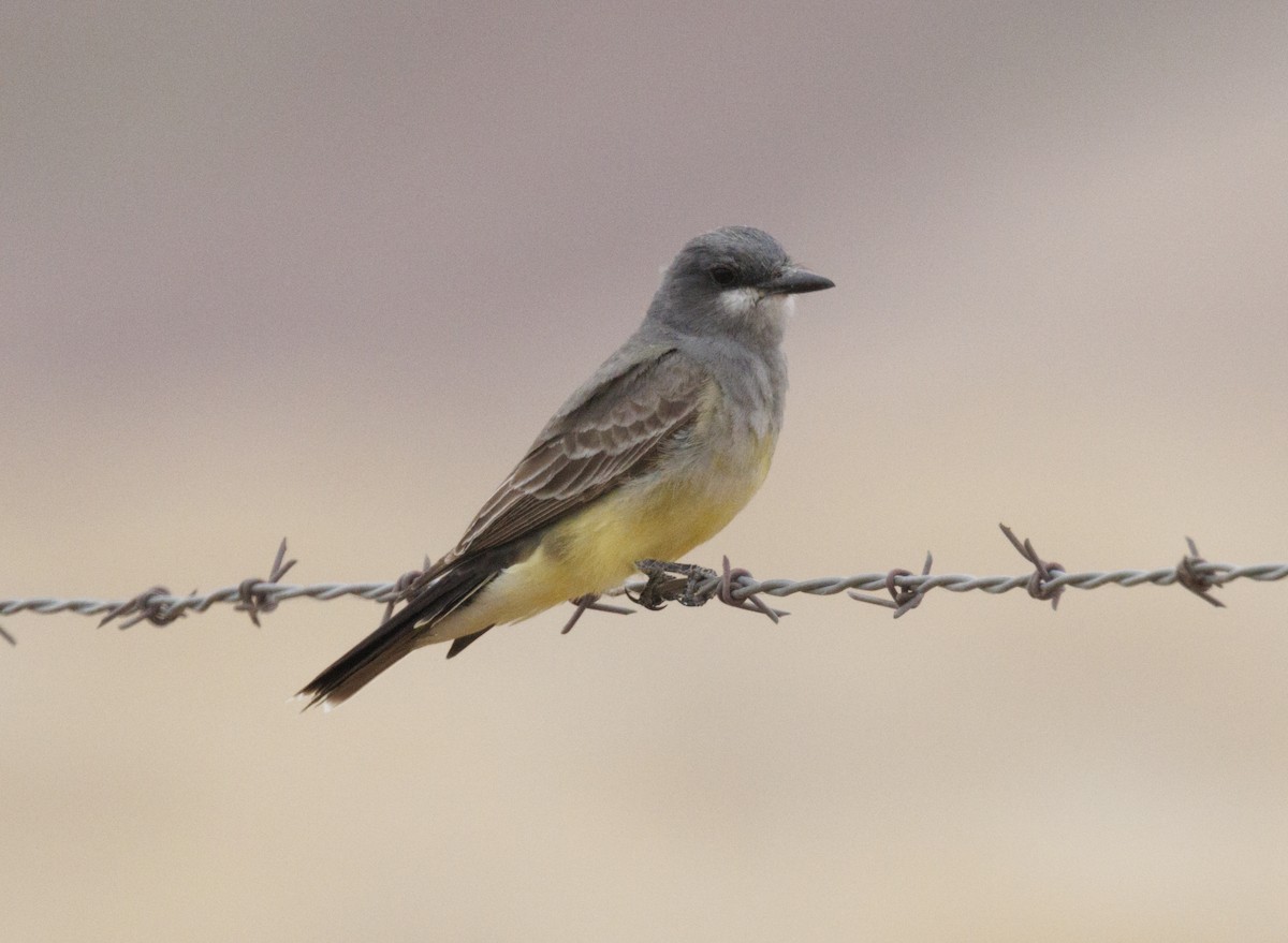 Cassin's Kingbird - ML646541748